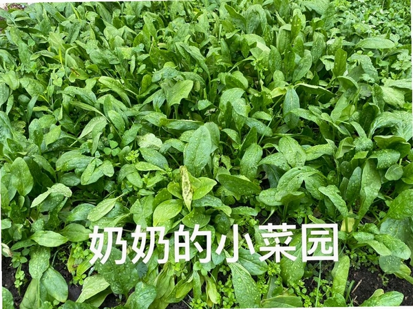 奶奶的小菜园运行截图
