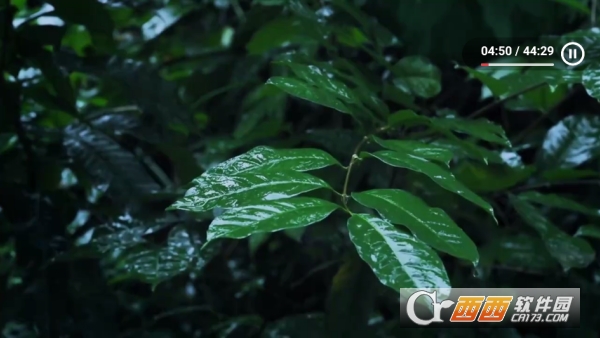 鲸落音乐盒TV版纯净版 鲸落音乐盒TV版纯净版