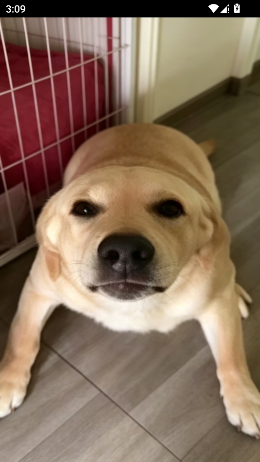 大狗叫 大狗叫
