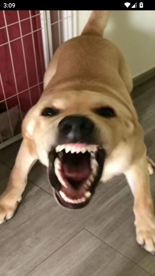 大狗叫 大狗叫