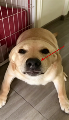 大狗叫大狗叫叫叫 大狗叫大狗叫叫叫