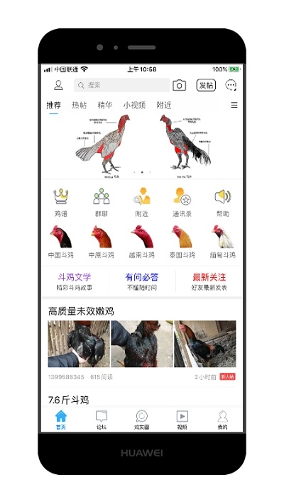 中国斗鸡论坛 中国斗鸡论坛