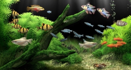 Dream Aquarium Screensaver�λú������������