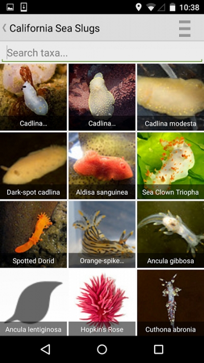 iNaturalist iNaturalist