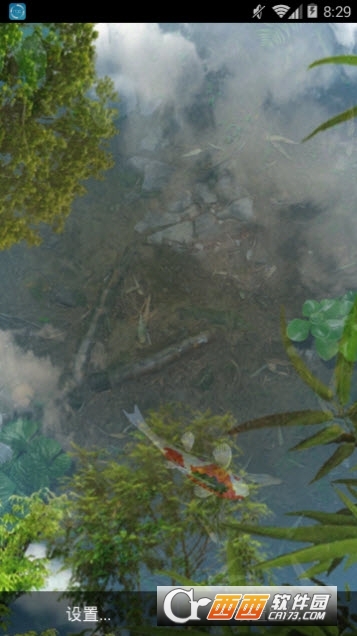 鱼池锦鲤 鱼池锦鲤