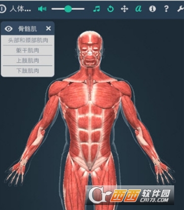 人体解剖3D模型