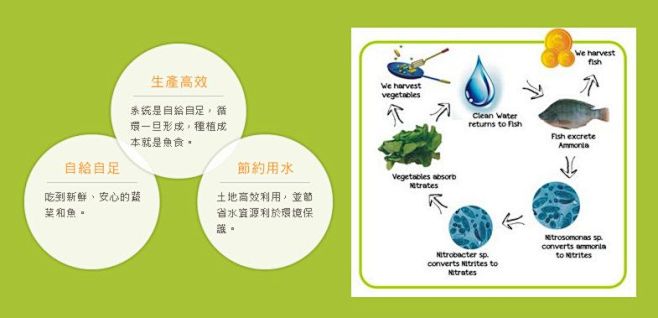 鱼菜共生的生活运行截图