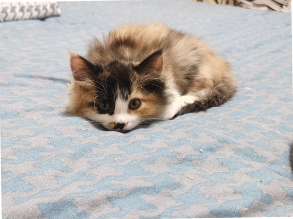 宠物情缘:猫咪篇2 版本更新