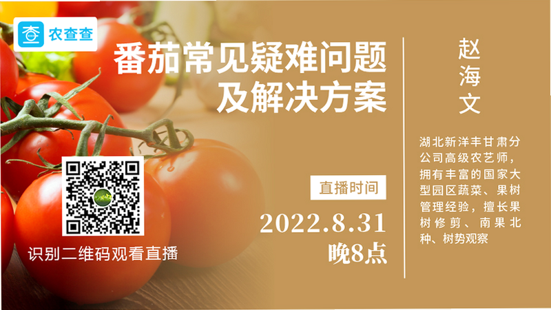 梦拟番茄常见问题
