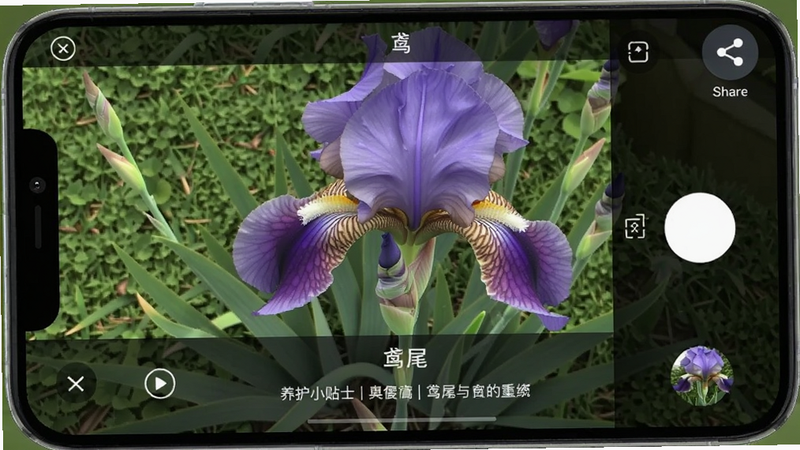 手机屏幕上显示拍照识别结果界面,画面中有一朵紫色鸢尾花,下方显示其名称“鸢尾”和养护小贴士,背景为自然草地,右上角有分享按钮