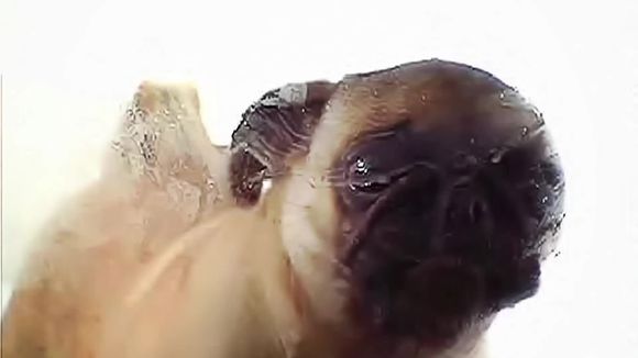 �ֻ�����������̬ͼƬ