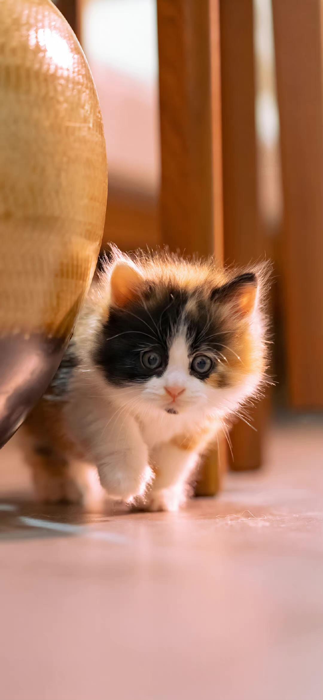 ����:ħ���� pc�����н�ͼ