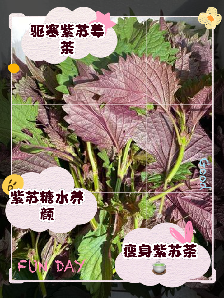 紫苏之叶 pc版 下载安装教程玩法攻略