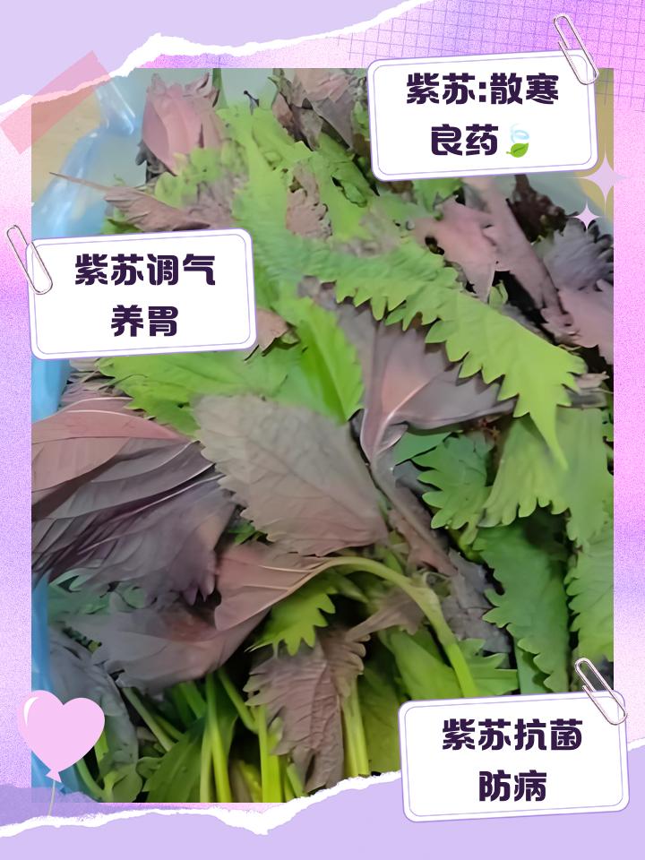 紫苏之叶 pc版 新手玩法 攻略技巧