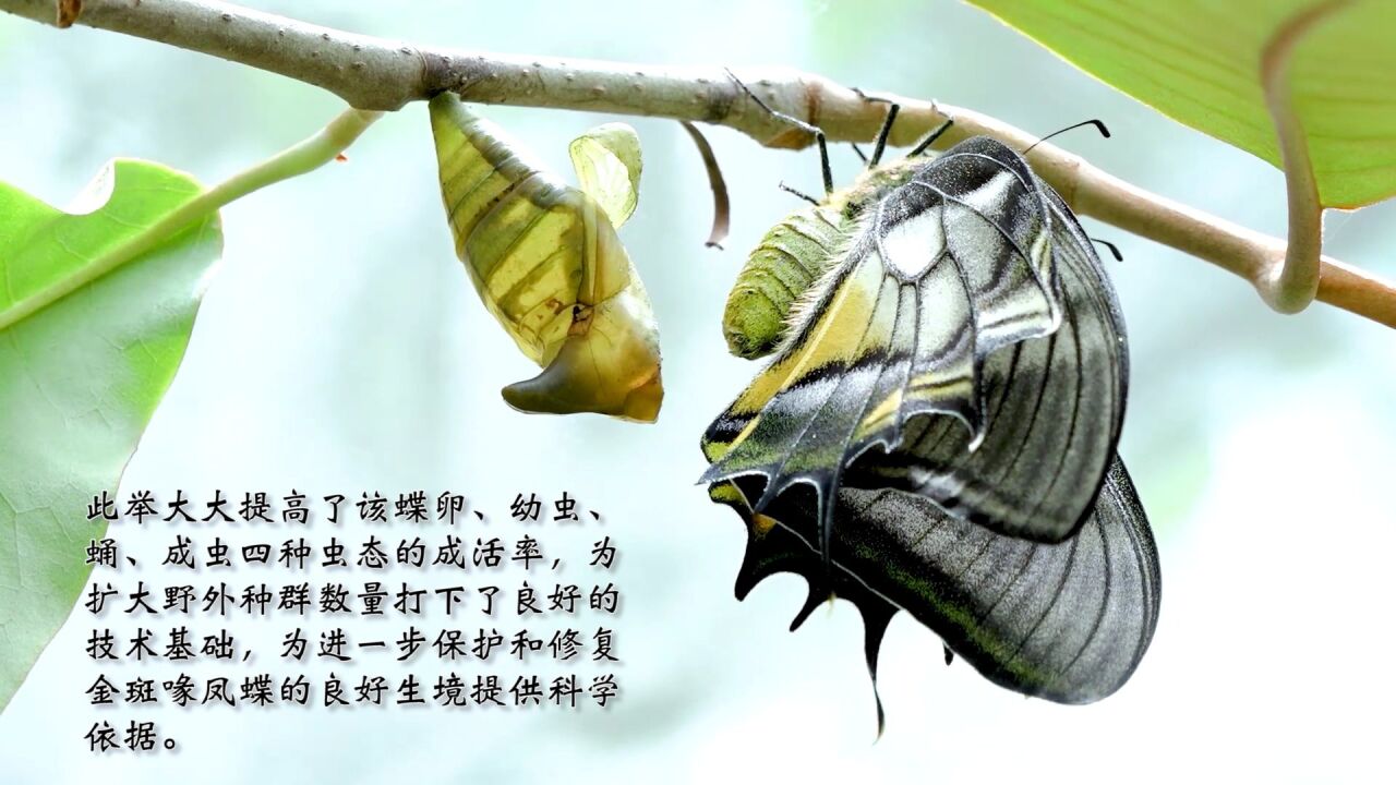 凤蝶 播放界面 高清 截图