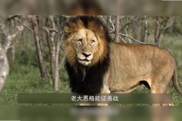 Ұս��ʨ �����޸�