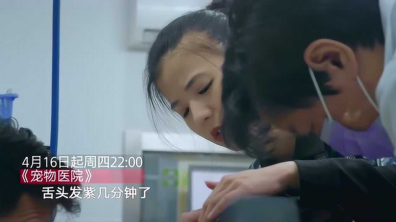 宠物医院2:治愈之手 pc版运行截图
