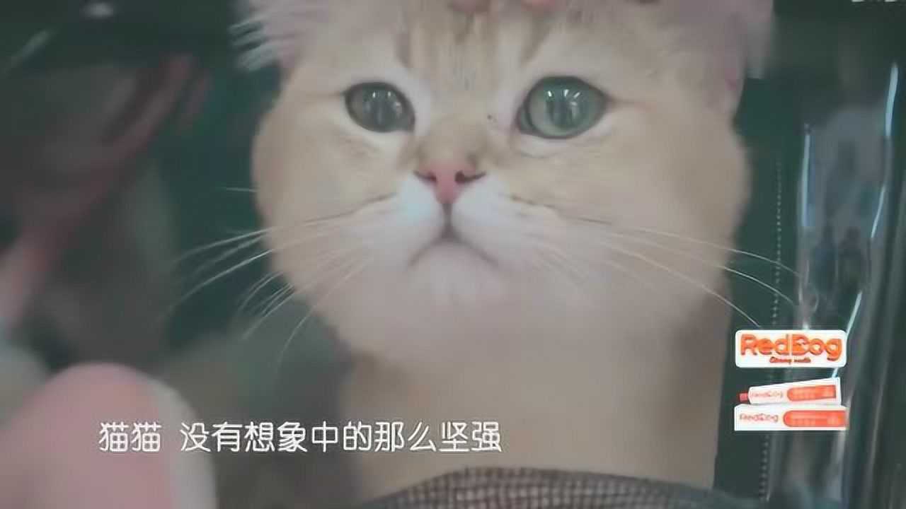 宠物医院2:治愈之手 pc版运行截图