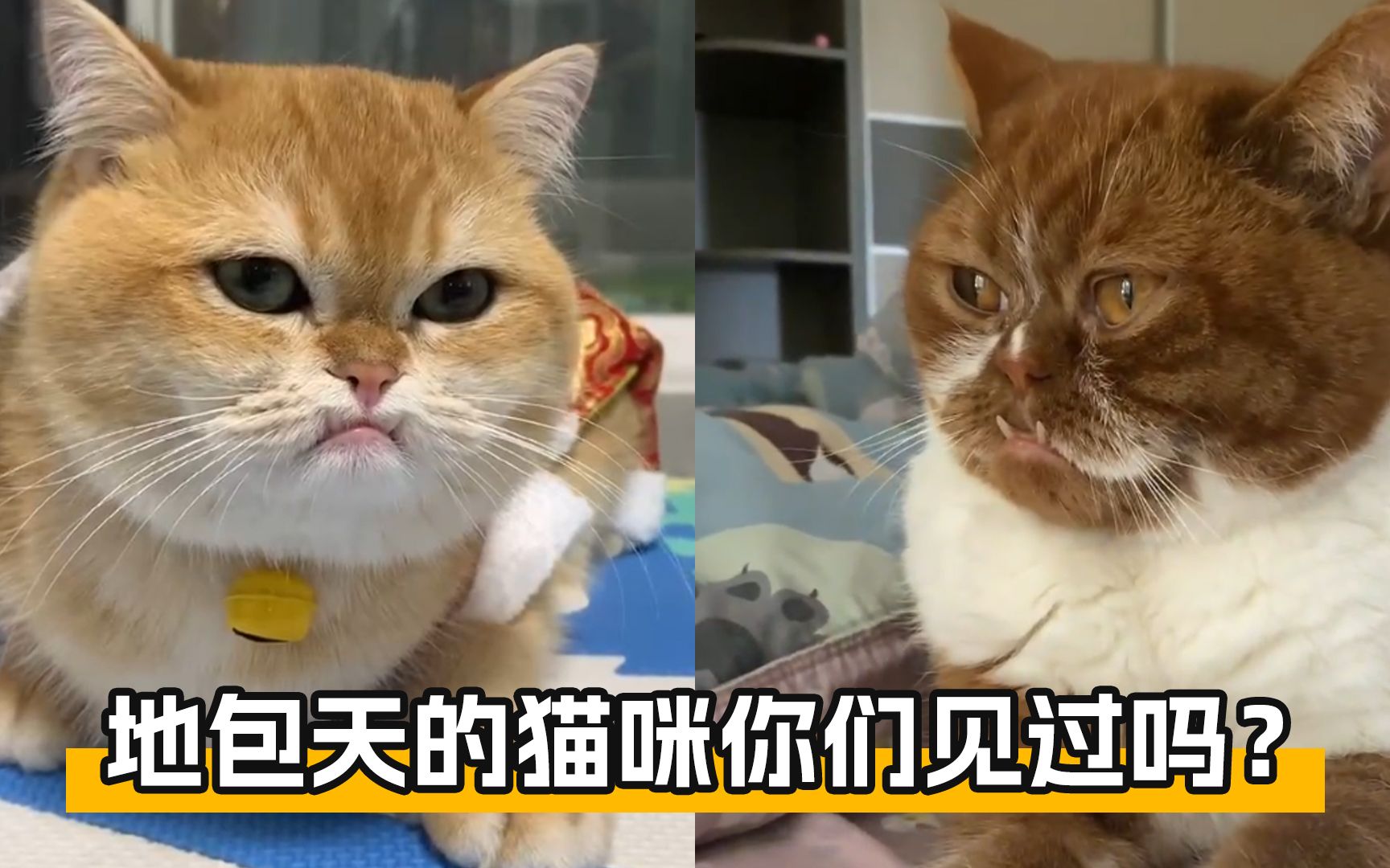 猫放时光 猫咪日常趣事 搞笑瞬间