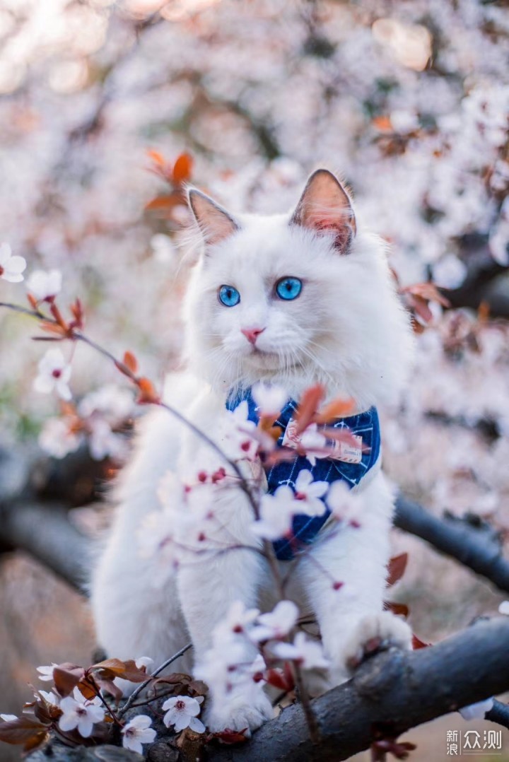 樱花猫 春日写真 拍摄技巧 配图