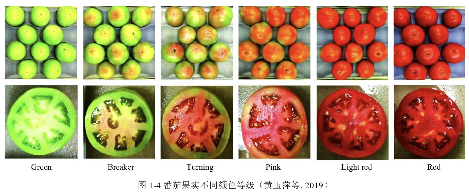 小番茄图片处理前后对比技巧