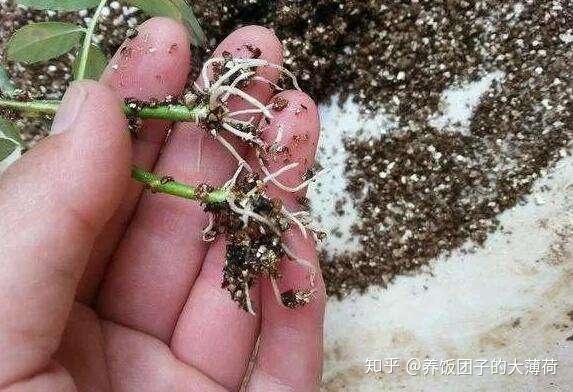幸福花扦插繁殖生根技巧