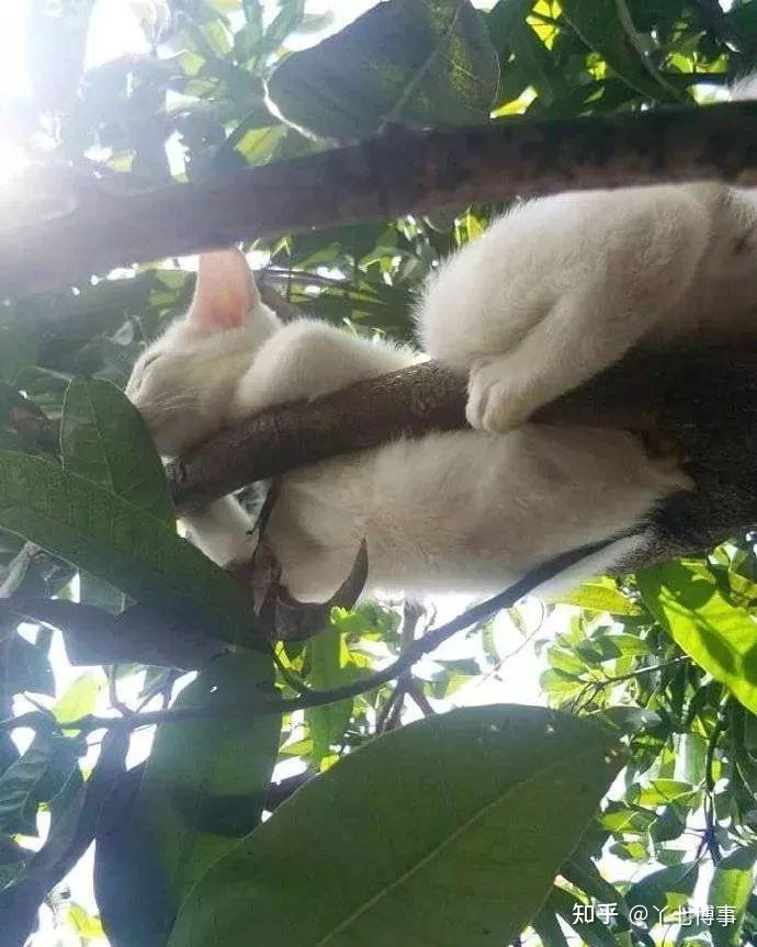 猫放时光 猫咪睡觉奇葩姿势合集