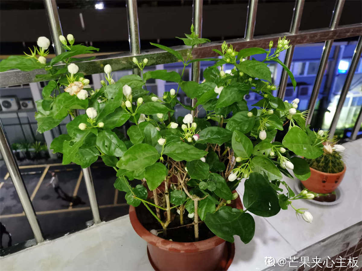 小城茉莉 养花心得 慢生活 治愈