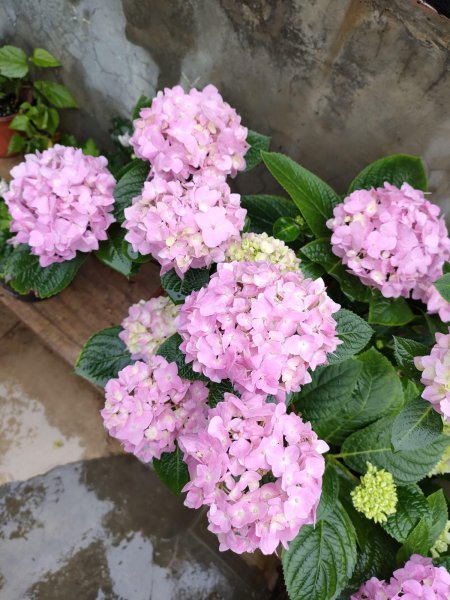 小城茉莉 花市 挑选技巧 含苞待放