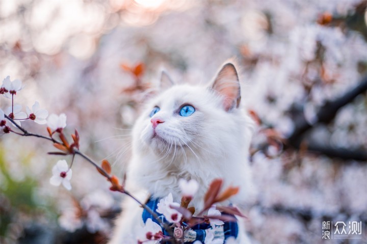 ӣ��è �������� ׼���������豸ѡ��