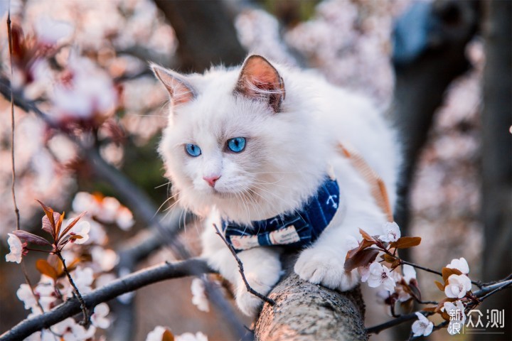 ӣ��è ��ȫ���� ע������
