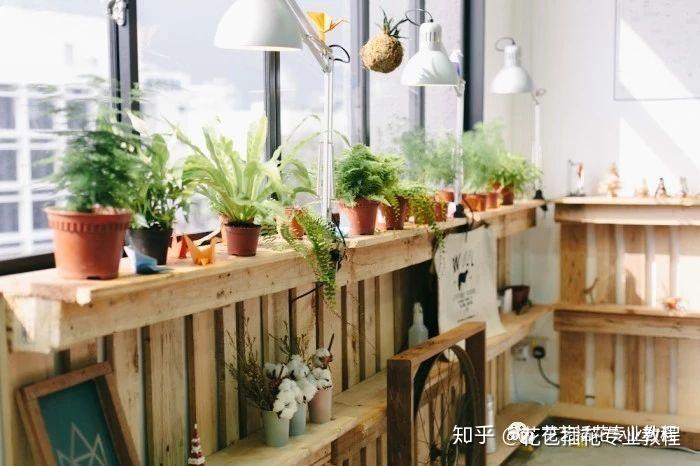 幸福花盆栽绿植养护技巧