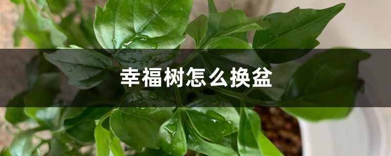 幸福花修剪换盆养护步骤