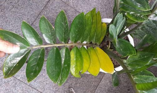 幸福花叶子发黄怎么补救养护