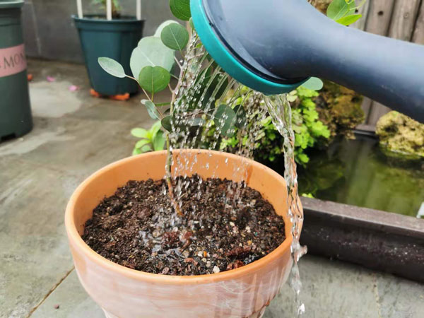 幸福花浇水施肥换盆养护技巧