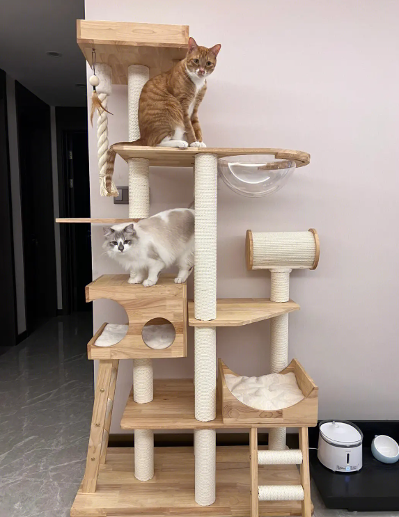 è��ʱ�� ������è ��������