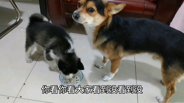 野生狗奶 保质期 搞笑图片