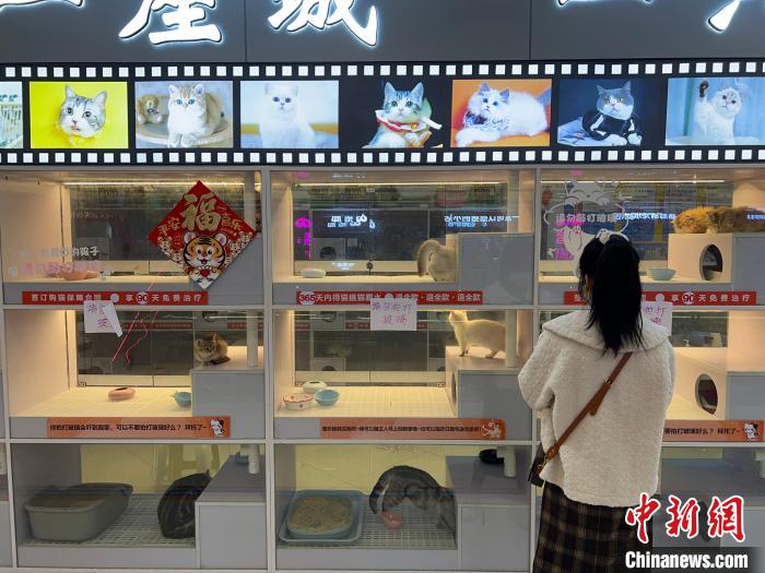 Z有钱真实体验分享与赚钱内幕揭秘