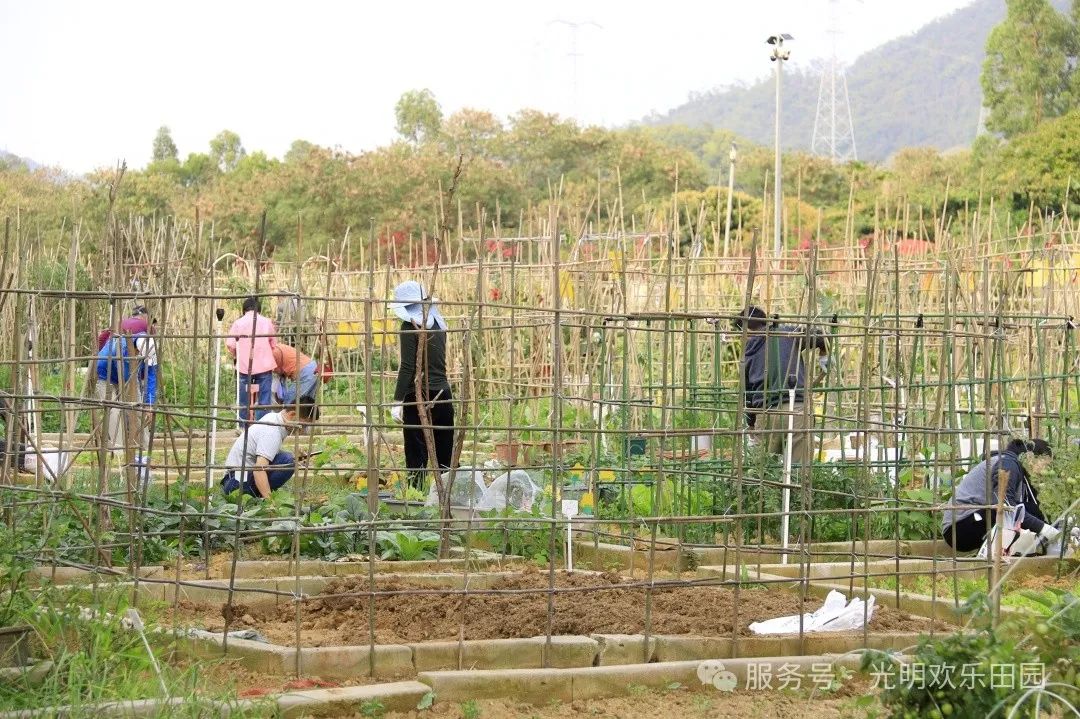 田园刘娟 菜园子 种菜日常
