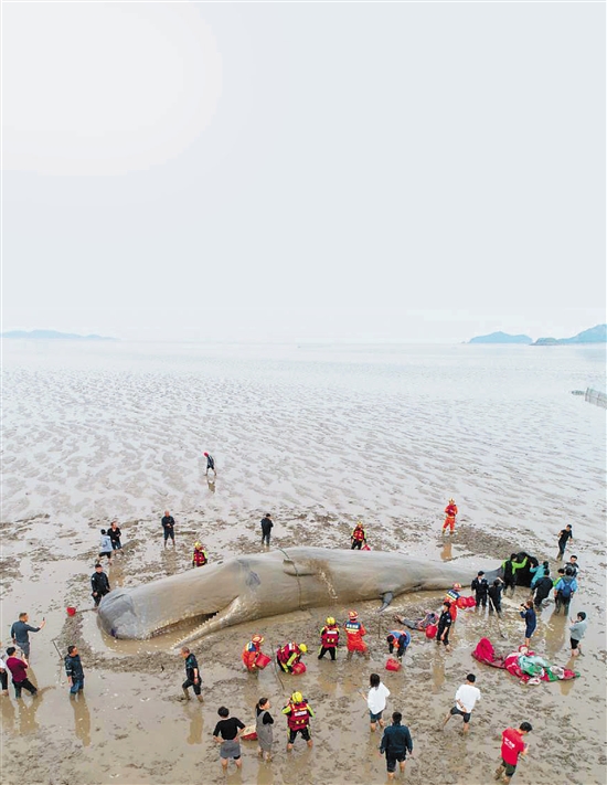鲸的管家 搁浅救援 现场 配图