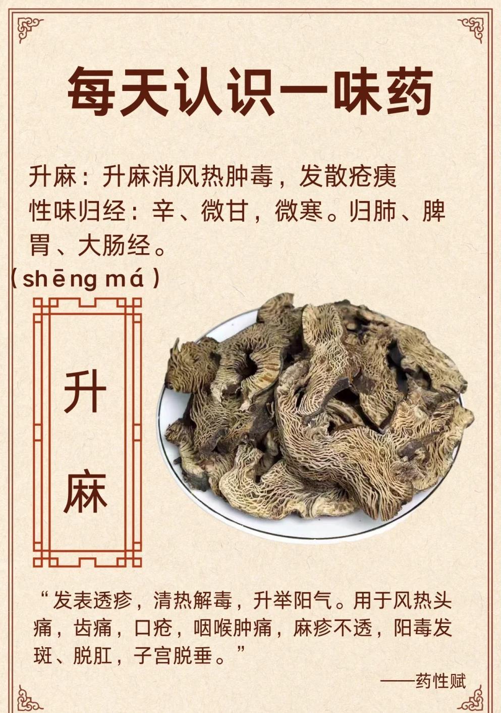 快麻 药材 功效 食用禁忌 全面介绍