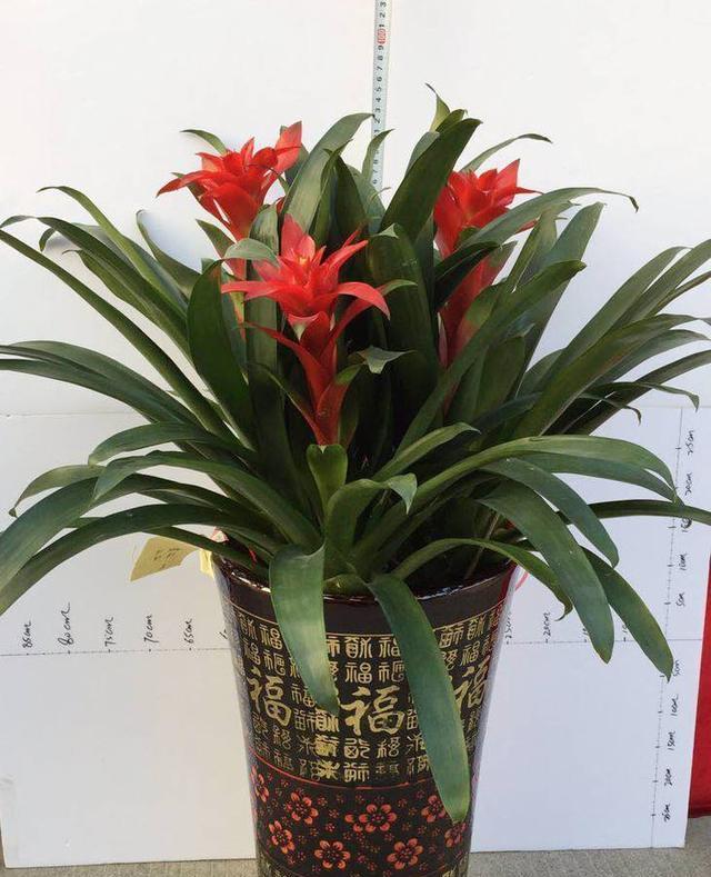 媒瑰花选购技巧和注意事项