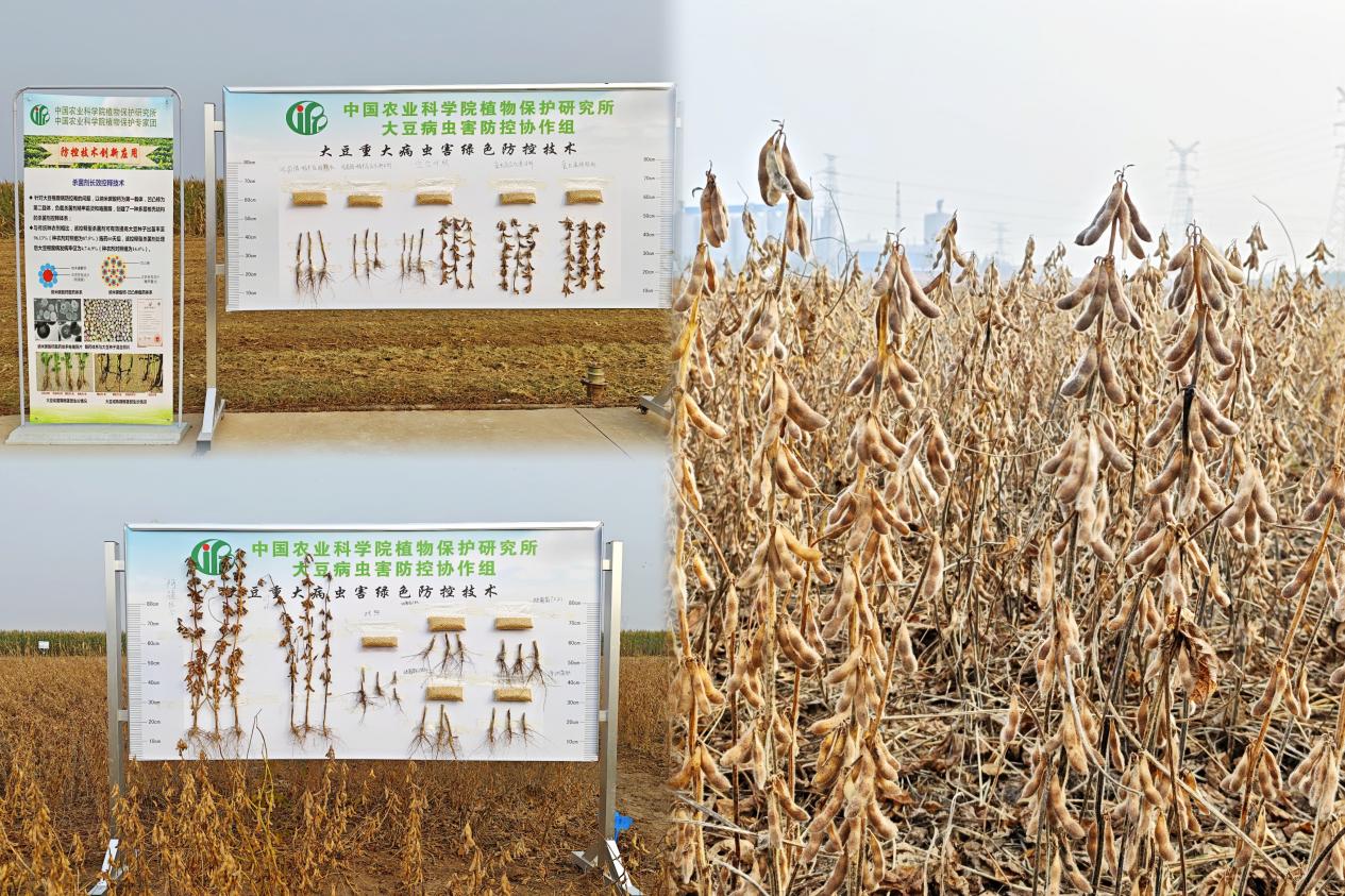 高豆豆 病虫害防治 高产技术