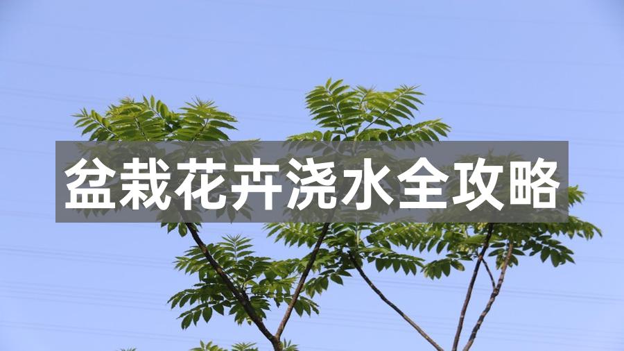 许愿柳(ONE WISH WILLOW)盆栽养护全攻略 光照浇水修剪摆放禁忌
