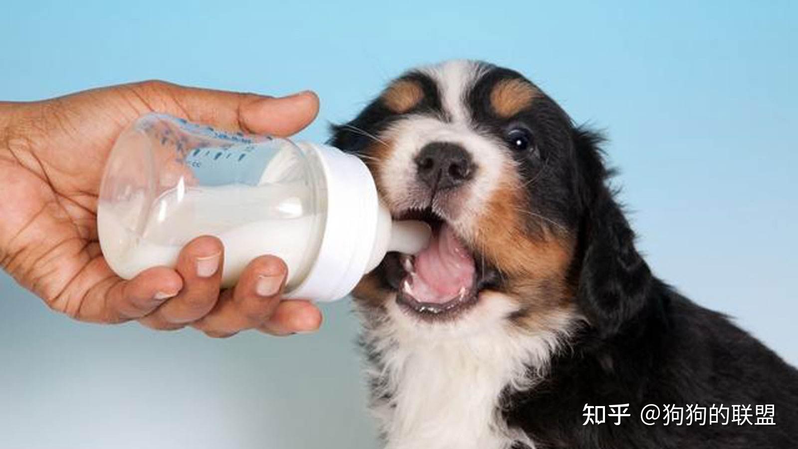 野生狗奶食用禁忌 安全注意事项