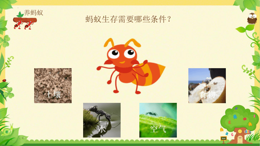 蚂蚁天服 是什么 作用图解