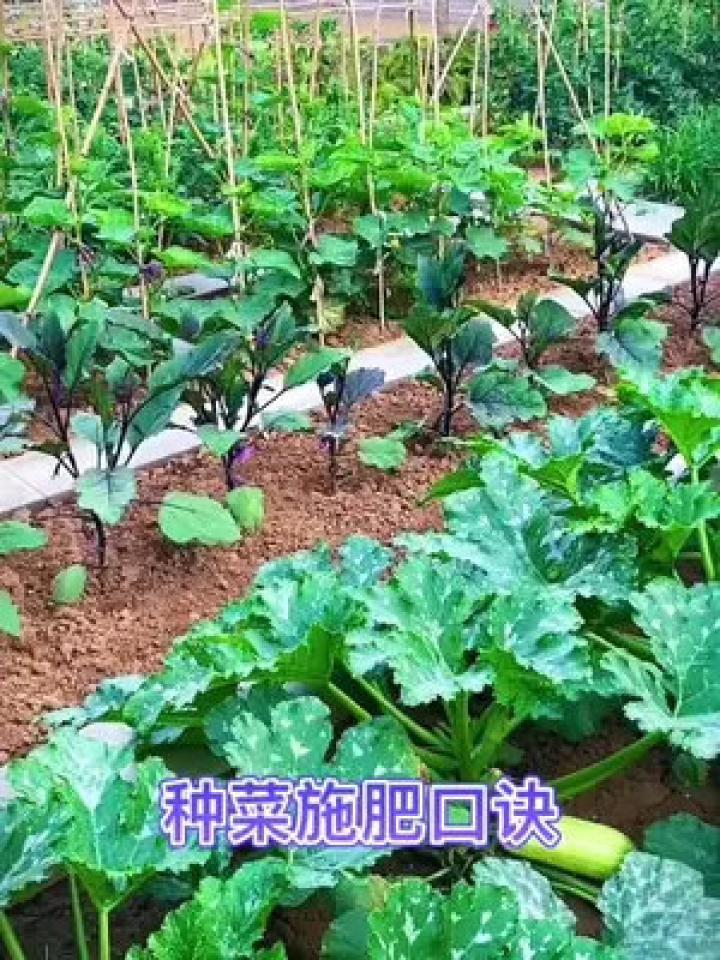 种植博士 家庭种菜 浇水施肥 小妙招