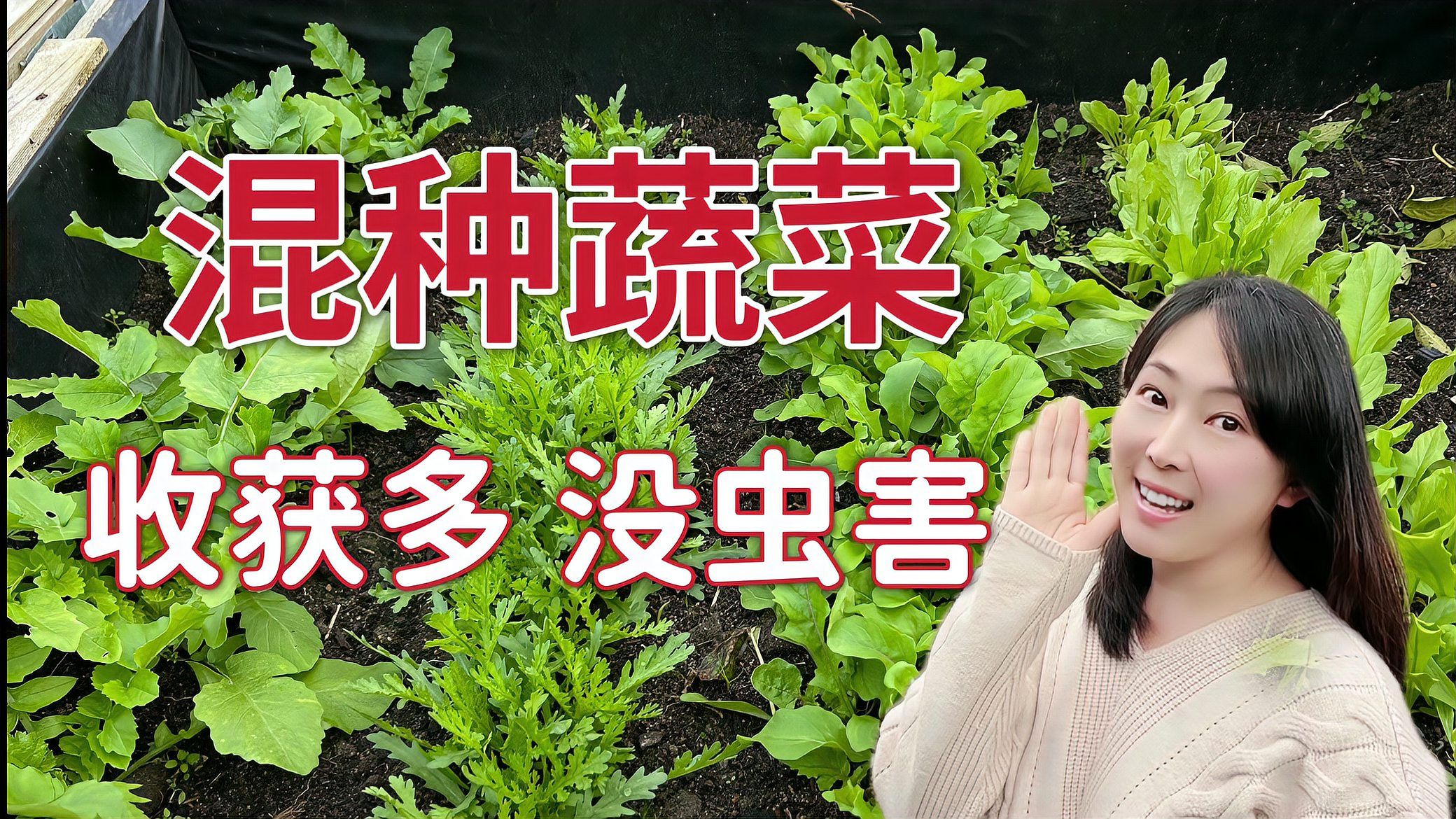 种植博士 家庭蔬菜种植 小妙招 配图