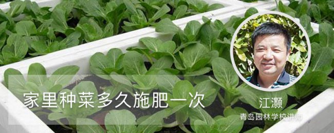 种植博士 蔬菜施肥 家庭种植小妙招