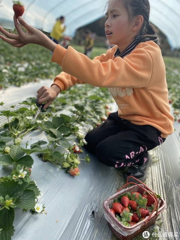 �ư��ȵ�ũ��Fionas Farm ��ݮ��ժ ��������ͼƬ